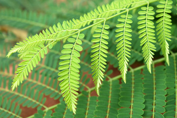 Sesbania grandiflora or Scarlet wisteria green tree leaves with soft focus background. Concept for Healthcare and Medical or the Benefits of Herb for the good health. 