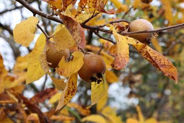 Fruit of Mespilus germanica, also named common medlar at a tree