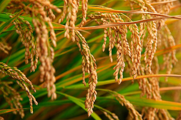 Mature rice farm in the country