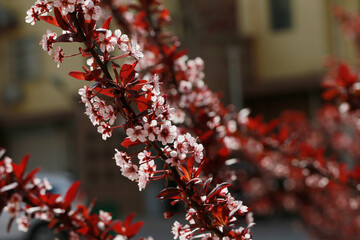 In full bloom in the peach blossom