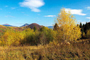 Fototapeta premium birch forest on the hill. beautiful autumn landscape of carpathian mountains. bright and vivid scenery in fall colors. sunny weather with fluffy clouds on the sky