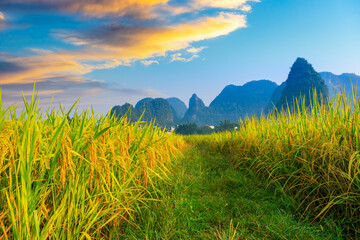 Ripe rice field and mountain natural scenery in Guilin,China.