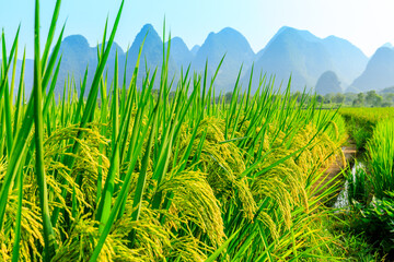Ripe rice field and mountain natural scenery in Guilin,China.