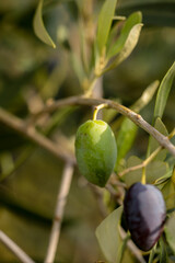 olive olives leaf tree food background