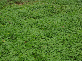 The flowers and trees in the Danish forests and landscapes of the mainland of Jutland (Jylland), Denmark