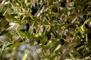 olive olives leaf tree food background