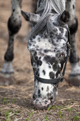 Portrait of a dappled horse eating grass in the pasture.