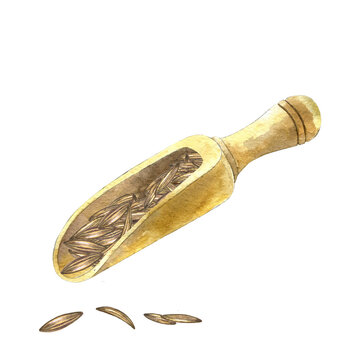 Watercolor cumin in wooden scoop. Hand drawn bamboo spoon with dried seeds isolated on white. Spice for cooking, recipe, packaging design. Natural ingredient for seasonging.