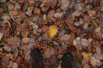 Fallen leaves from a tree in the forest in autumn