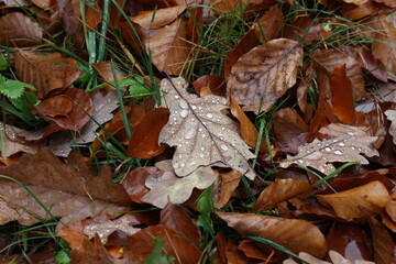 Fallen leaves from a tree in the forest in autumn
