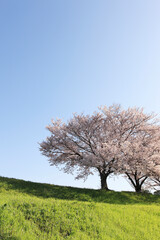 Fototapeta premium 桜並木