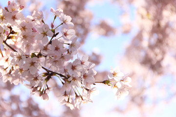 桜の花びら