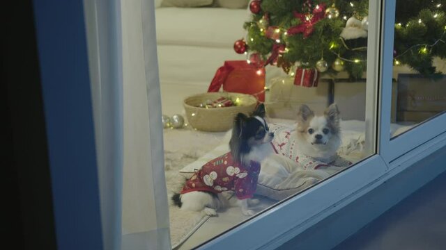 Little puppy chihuahua dog wearing xmas outfit sitting and standing inside house at front door window waiting for owner in concept christmas festive celebration at home feeling warm welcome.