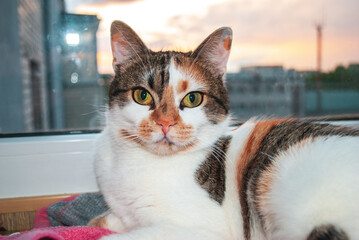 Portrait of calico cat lying on windowsill