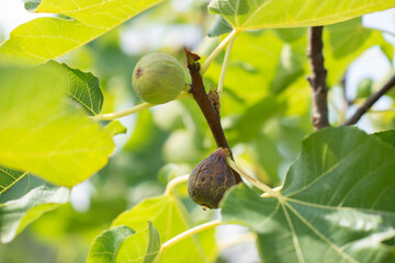 Fig fruits growing on the tree
