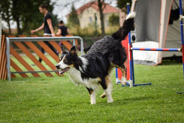 Naklejka na ściany i meble border collie is jumping over the hurdles. Amazing day on czech agility privat training