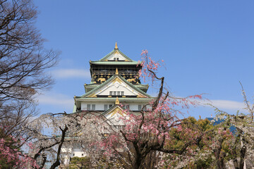 Naklejka premium 大阪城と桜