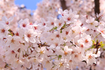 大阪城の桜