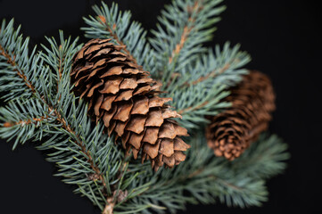 Fir cones and spurce branch on a black background