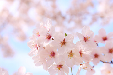 Naklejka premium 大阪城の桜