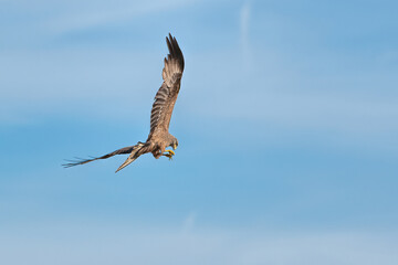 milan royal with prey in talons
