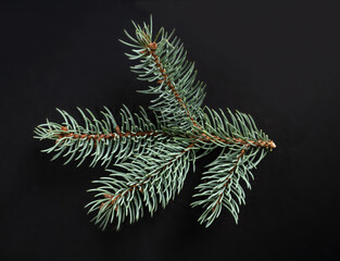 Branch of fir tree