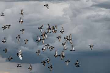flight of pigeons and clouds