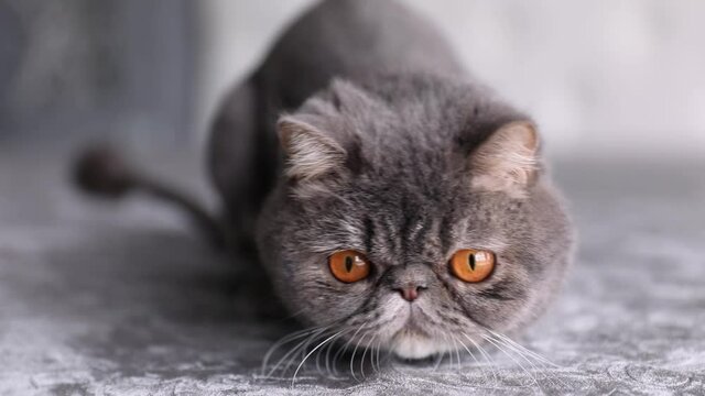 Cat With Big Orange Eyes Close-up Looking At The Camera . beautiful gray cat hunts. cat with large pupils eyes