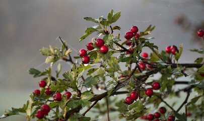 Hawthorn berries on a tree branch. Tiny dew drops decorate the leaves, the berries and spider webs that are weaven around around the branches. Selective focus on the details, blurred background.