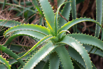 Aloe Vera growing in farm garden