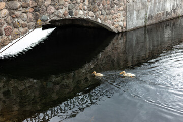Fototapeta na wymiar Two yellow ducklings swim in the pond