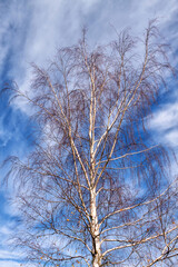 birch without leaves with blue sky