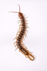 Top figure of Scolopendra with white background.