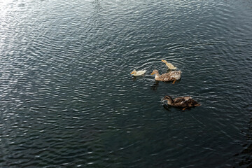 Naklejka premium Parents of a duck and two ducklings