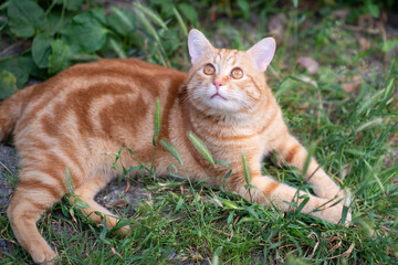 Naklejka na ściany i meble Beautiful young red tabby cat lying in the grass, summer nature outdoor
