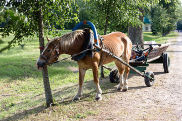 Brown horse harnessed to a cart