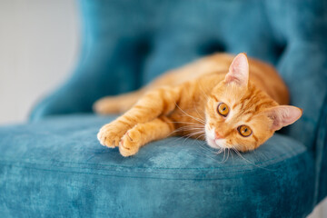 Beautiful young red tabby cat lying on blue chair at home
