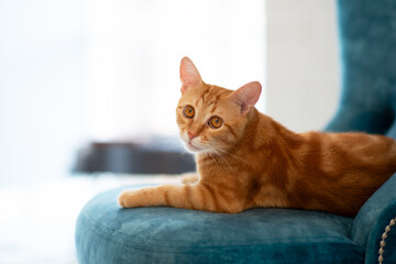 Beautiful young red tabby cat lying on blue chair at home
