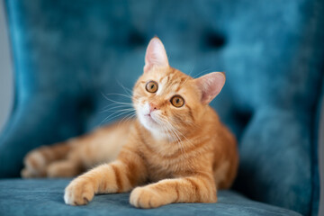 Beautiful young red tabby cat lying on blue chair at home