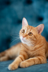 Beautiful young red tabby cat lying on blue chair at home