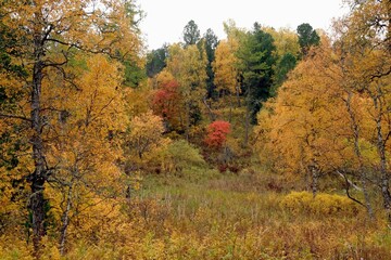 Fototapeta premium Beautiful pictures of autumn, panoramas of the river valley, views of the autumn forest, forest road, mountain stream.