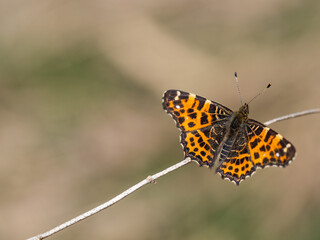 Map butterfly (Araschina levana) resting on dry plant