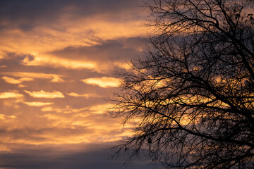 The silhouette of a tree without leaves stands in front of a reddish evening sky with dense dark grey clouds, Dramatic Halloween autumn sky wallpapers
