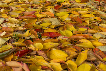 Yellow and red autumn leaves of a cherry tree lying on a meadow, side view with focus point in the middle, autumn wallpaper