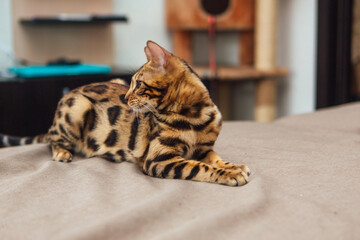 Cute bengal kitten laying on the couch.