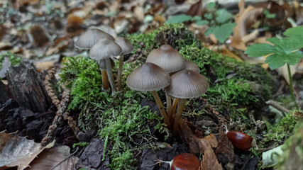 Macro photo of mushrooms on rotten wood in the woods with moss and dry leaves