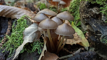 Macro photo of mushrooms on rotten wood in the woods with moss and dry leaves