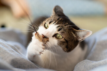 猫じゃらしに噛みつく猫　キジトラ猫