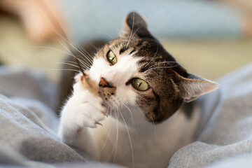猫じゃらしに噛みつく猫　キジトラ猫
