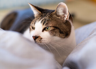 見つめる猫　キジトラ猫